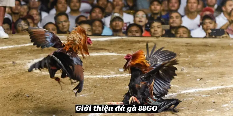 Giới thiệu đá gà 88GO