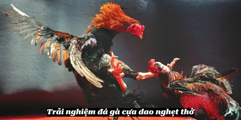 Trải nghiệm đá gà cựa dao nghẹt thở
