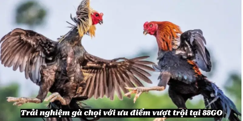 Trải nghiệm gà chọi với ưu điểm vượt trội tại 88GO